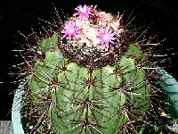 Melocactus neomontanus (Lecinho de Almerido-Caitité, Bahia, Brasil).JPG